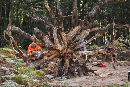 Samen met Theo Borger een omgevallen boom omgetoverd tot Medusa. Wat een werk!