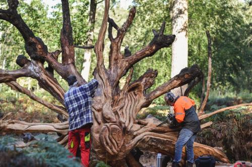 Samen met Theo Borger een omgevallen boom omgetoverd tot Medusa. Wat een werk!